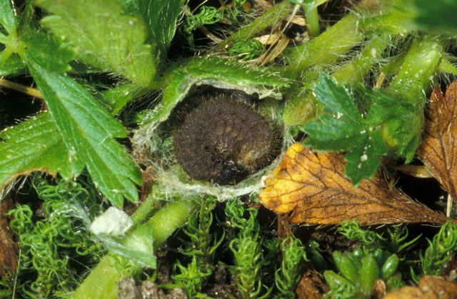 Pserratulae13d